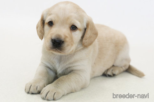 販売中の神奈川県のミックス犬-385592の2枚目